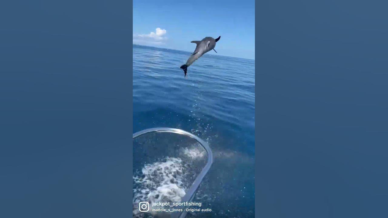 Dolphin Olympic! 💪🏅🙌