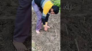 Aab Moringa Seeds Ke Sath Hi Plantation Karna Hoga
