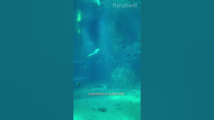 Osaka Aquarium Kaiyukan