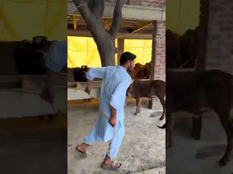 Alhumdullilah Qurbani 2026❤️ #shorts