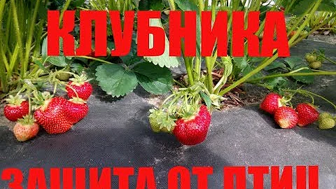ЗАЩИТА КЛУБНИКИ ОТ ПТИЦ. ТРИ СПОСОБА. Как Защитить Ягоды от Птиц