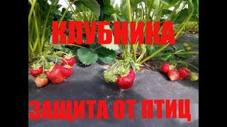 ЗАЩИТА КЛУБНИКИ ОТ ПТИЦ. ТРИ СПОСОБА. Как Защитить Ягоды от Птиц