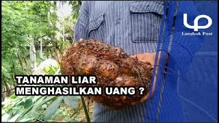 Tanaman Liar Menghasilkan Uang ?