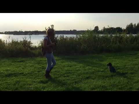 Video: Uw Puppy: Weken 0-12