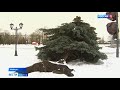 В Майкопе на площади Дружбы под тяжестью снега упала ель