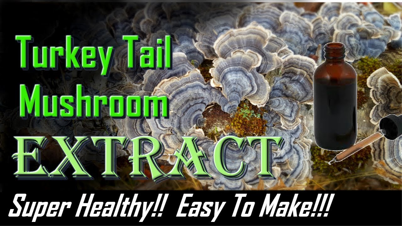 Turkey Tail Extract 2018 Super easy to make / very healthy mushroom