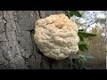Hericium clathroides 4K