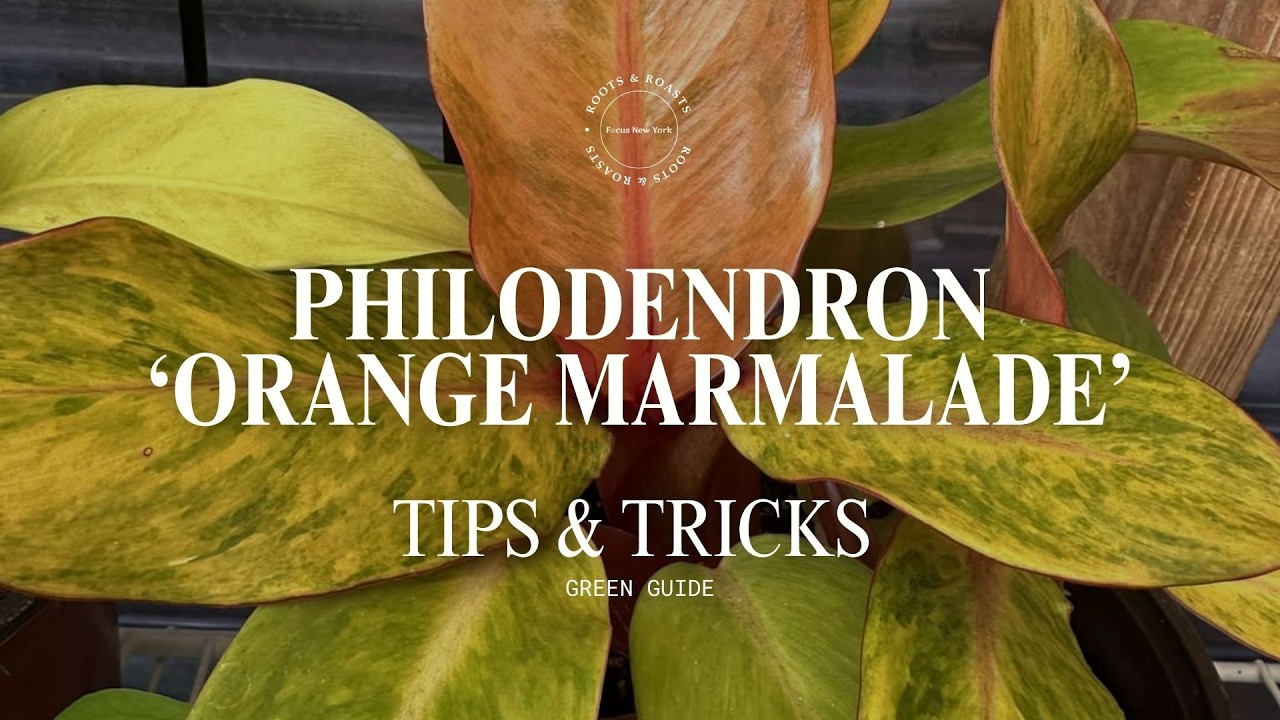 Филодендрон «Апельсиновый мармелад»: проверенный уход, стабильность пестролистности и стратегия р...