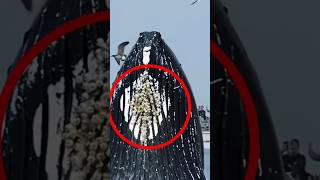 What Is This Attached To Whale Body