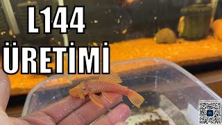 L144 Özel Tür Vatoz Üreti̇mi̇ - Lepsites - Cüce Vatoz