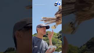 Falcon Swoops In To Steal Man's Sandwich In Central Japan