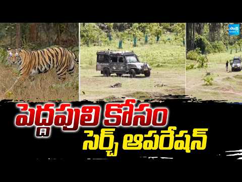 పెద్దపులి కోసం సెర్చ్ ఆపరేషన్  | Tiger Search Operation By Forest Police Department | Sakshi TV - SAKSHITV