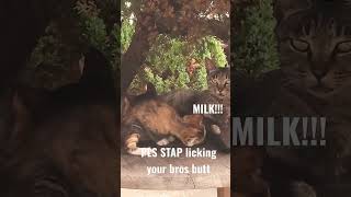 stop licking your bros butt kitty........pls stop stop licking your bros butt kitty........pls stop