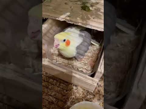 This Is My House Cockatiel Egg Tony Is A Best Mom  Baby Cockatiel