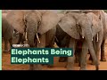 Elephants being elephants  bbc earth
