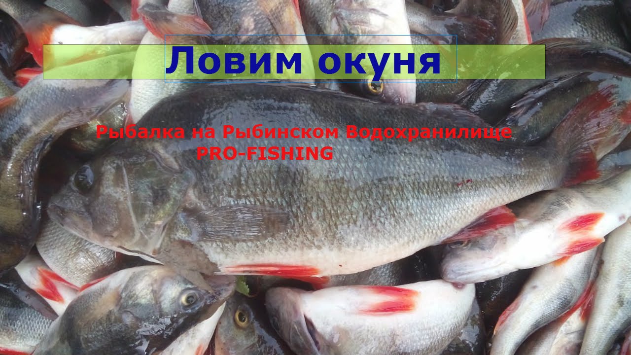 когда можно ловить на рыбинском водохранилище когда можно ловить на рыбинском водохранилище