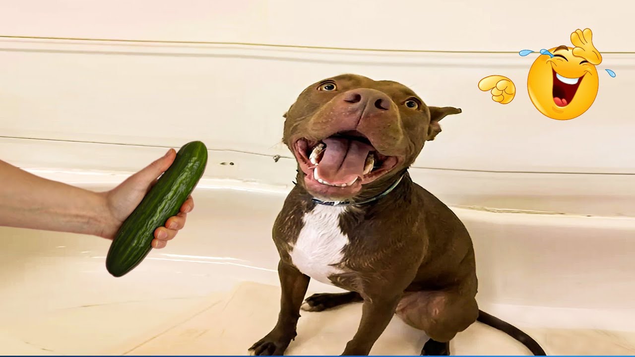 Funny Animals 2025 😹🐶 The Funniest Cat & Dog Moments Compilation 😁.