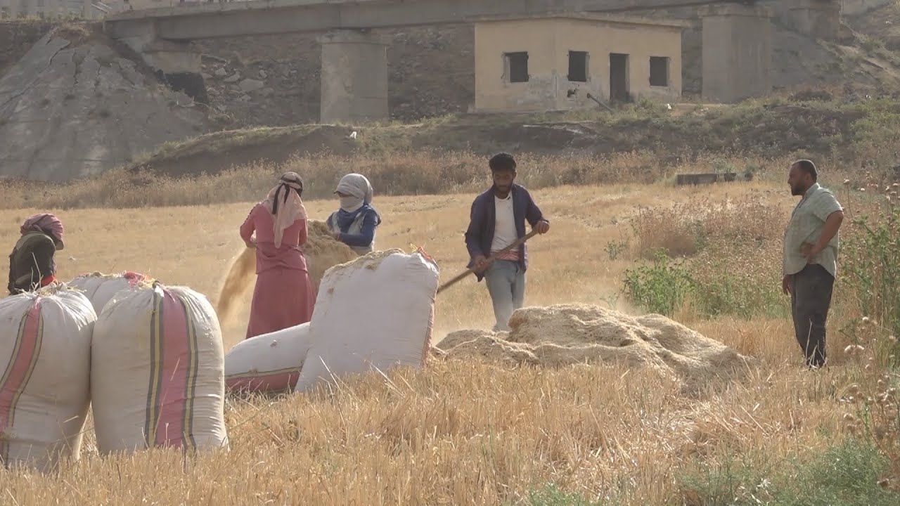 رصد آخر مراحل الحصاد وتعبئة التبن في منطقة سهل الغاب | صباح سوريا