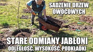 Sadzenie drzew owocowych. Jabłonie starych odmian. Odległość, wysokość, szerokość, podkładki, nawóz. screenshot 1