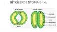 Hücresel Stomalar ve Transpirasyon ile ilgili video