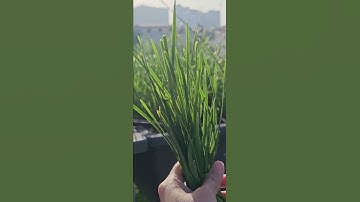 Hẹ bổ thận trợ dương tốt sức khoẻ #dưỡngsinh  #bothan