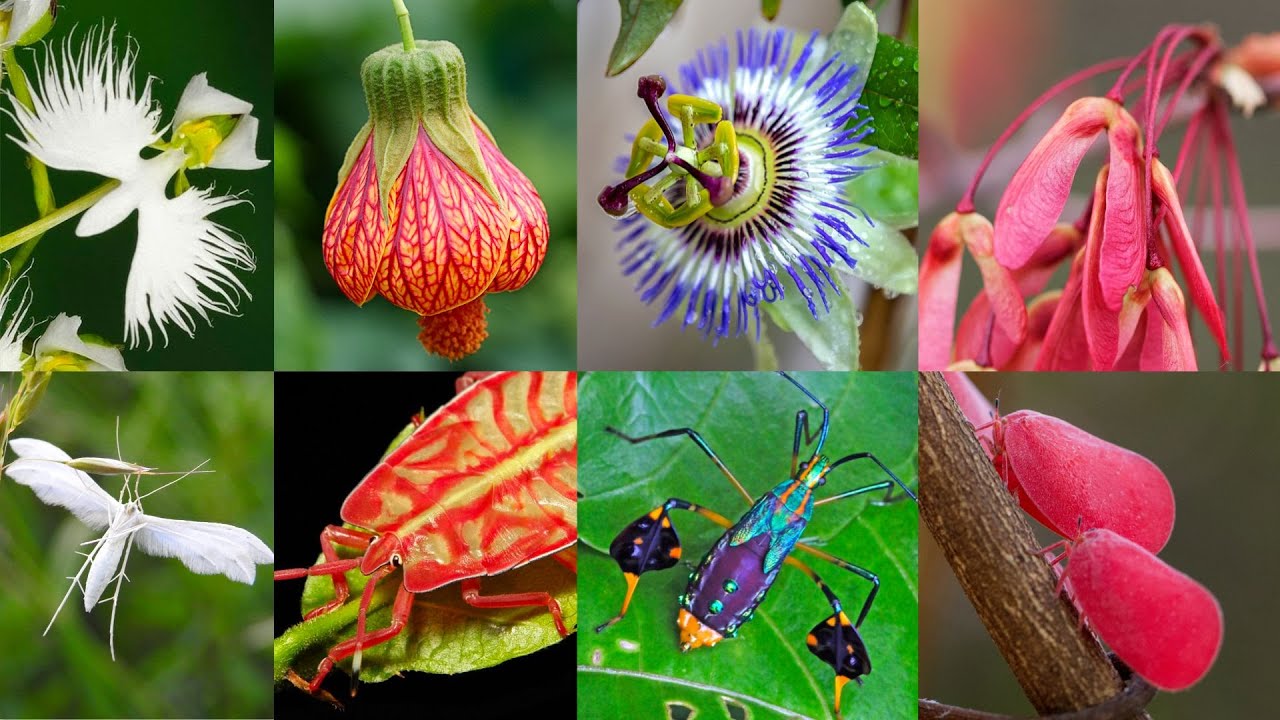 Nature's Impersonators: Insect-Flower Lookalikes - YouTube