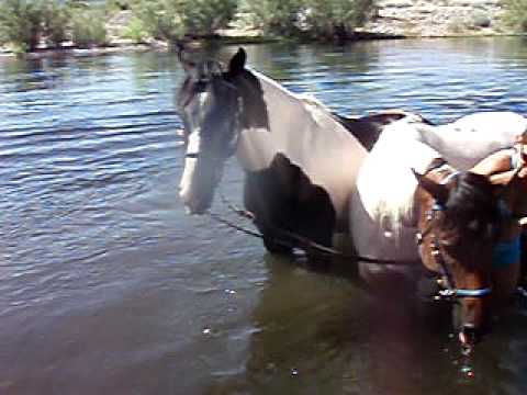 River with the horses