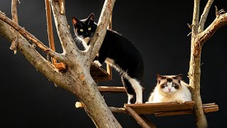 砍一棵树回家，四只猫都会喜欢吗