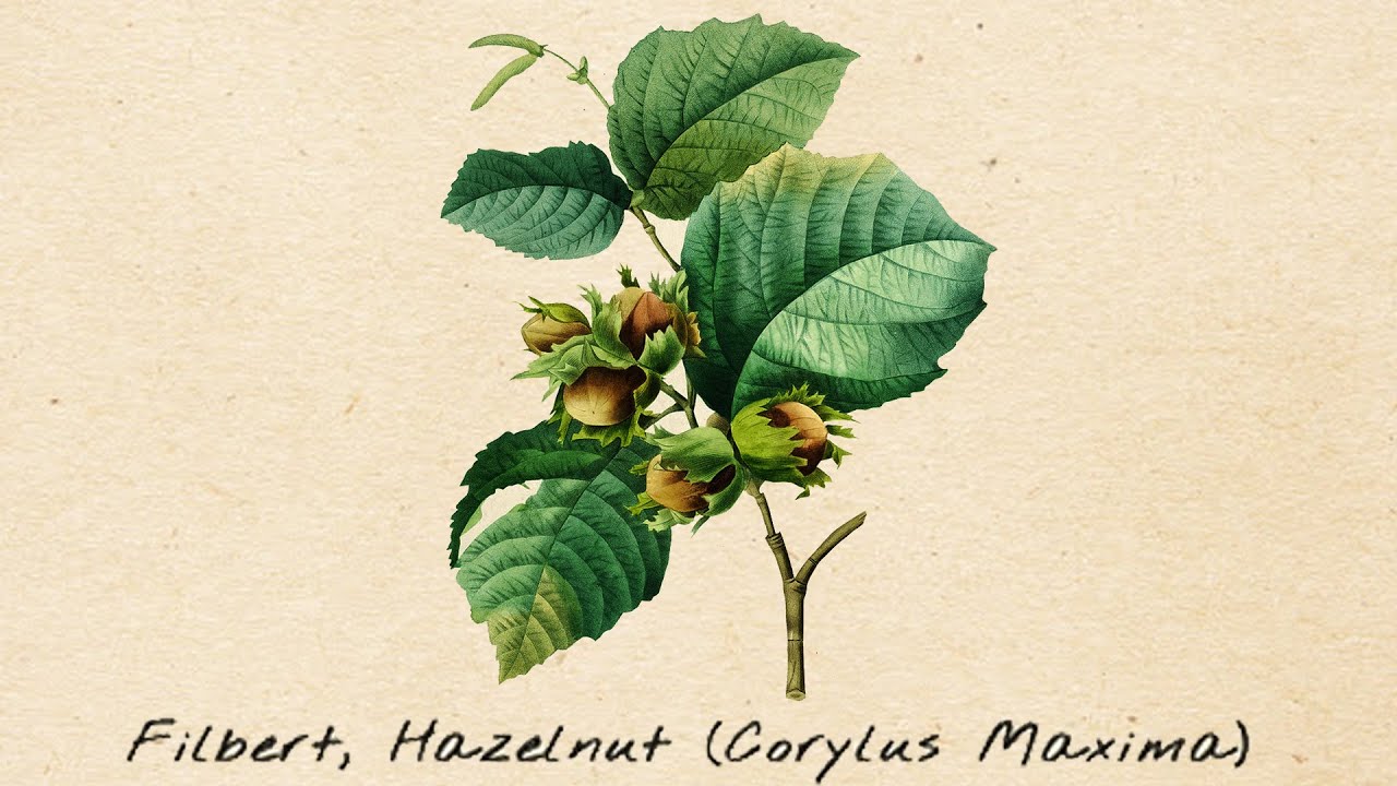 American Hazelnut Update 2  Plants in the ground