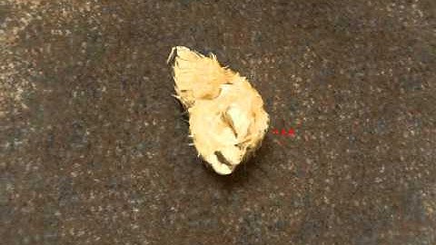 123D Catch - Puffer FIsh Skeleton (34 Images)