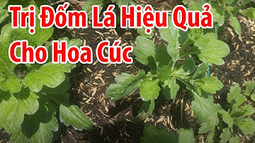 Trị bệnh đốm lá đốm đen trên hoa cúc