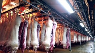 Granja de cerdos más grande del mundo, tecnología de procesamiento y corte de carne de cerdo