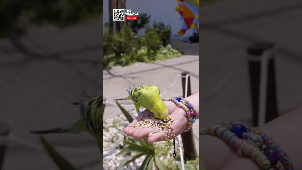 Bird Feeding- Mangar Village Faridabad Haryana India 