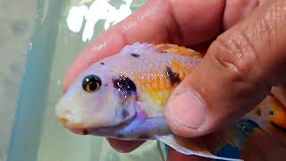Labeotropheus Trewavasae Thumbi West Mcob
