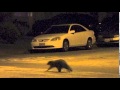 Raccoon crossing the street