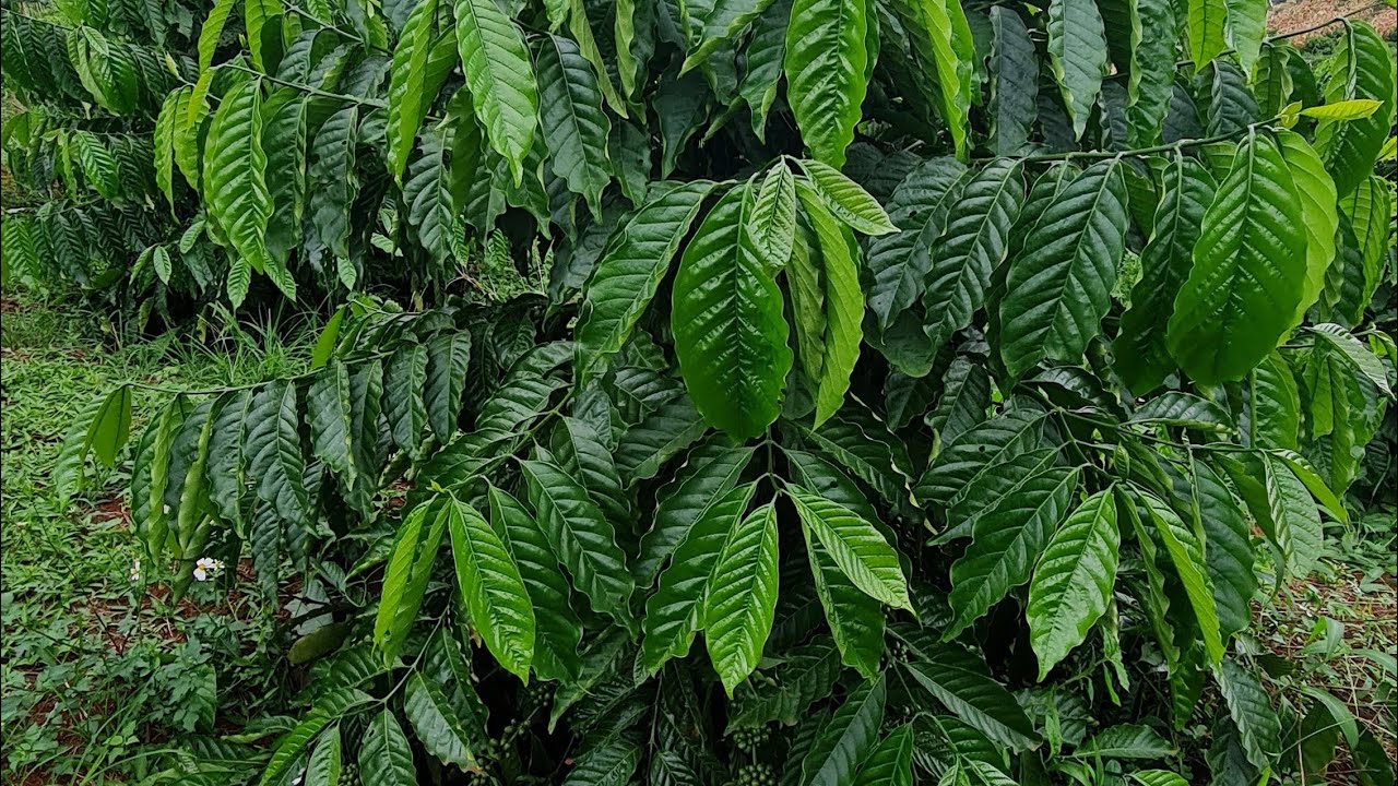 1 ha cà,tiêu ao cá to bám 70 mét nhựa thổ cư gần trung tâm giá rẻ bèo Lh 0979.653.223