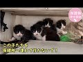 保健所へ連れて行かれる子猫を保護　海辺で生まれたハチワレ①≪保護編≫　ナレーション付【保護猫幸せ物語】#27 Foster cat`s happy story