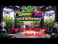 Veg tent (32x32) Update Preflower setup for Kush Mintz & Dynamite Diesel
