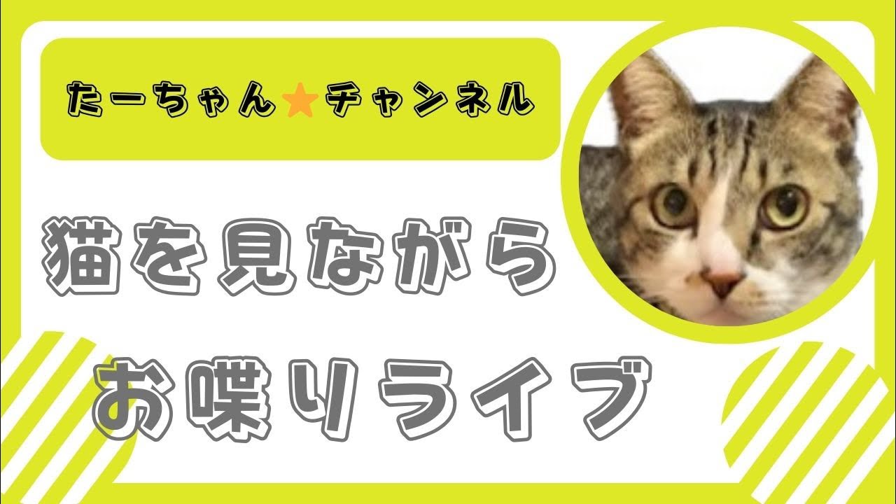 猫を見ながらお喋りライブ！猫の姿に癒されてください！