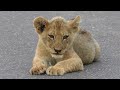 Wonderful Lions cubs on The Road