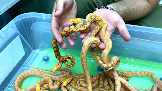 WE DETERMINE THE SEX OF SNAKES AND COMPARE THE KIDS WITH ADULTS