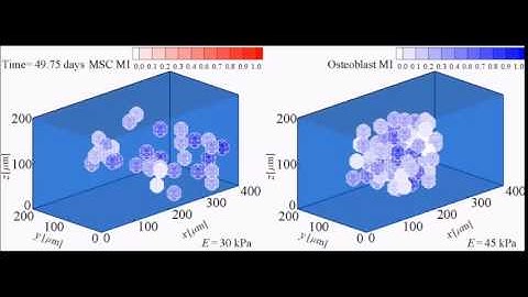 Role of Mechanical Cues in Cell Differentiation and Proliferation: A 3D Numerical Model