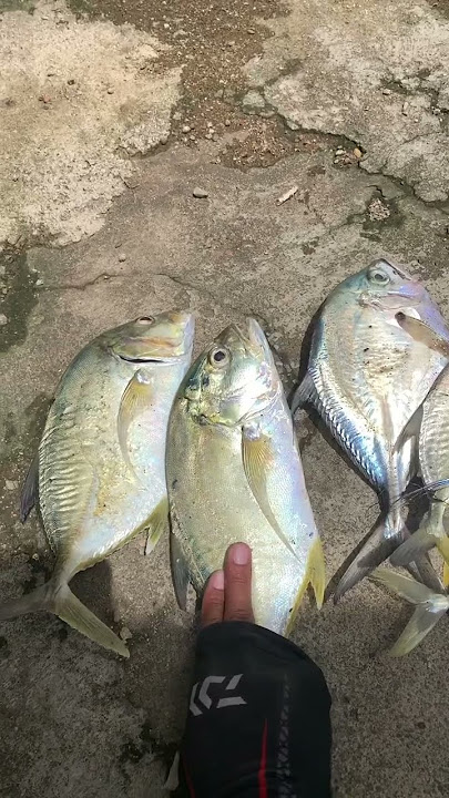 Pemancing Di Laut Wajib Pakai Aplikasi Fishing Point, Untuk Mengetahui Pasang Surut Air Laut