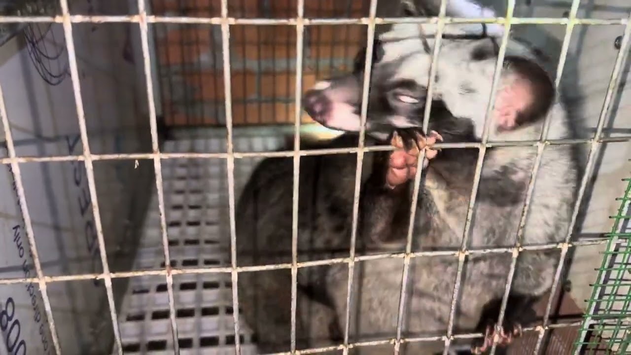 biểu hiện chồn hương tơ lên giống ( chồn hương )