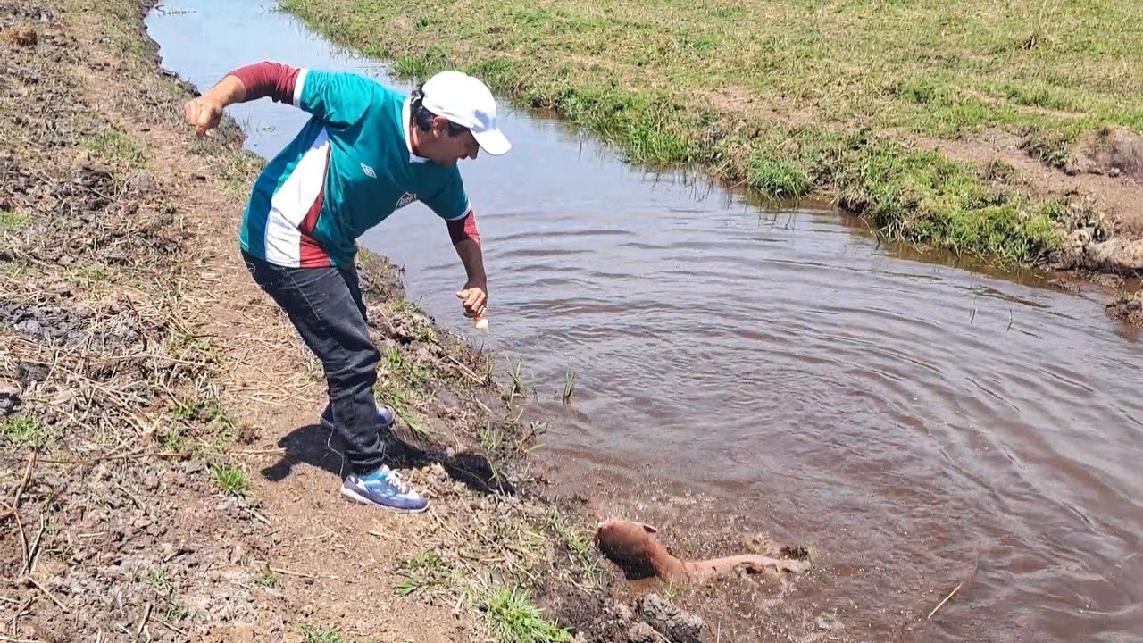 Pescaria dos gigantes predadores de linha de mão e vara de bambu 
