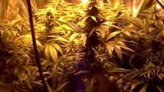 Prop 215 Garden; Afwreck & Trainwreck+Bubbleberry cross Flowers