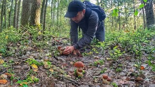 ГРИБНИК ВЫШЕЛ К БОЛОТУ И НАТКНУЛСЯ НА ПОЛЯНЫ ИЗ ОЧЕНЬ КРАСИВЫХ ГРИБОВ | ПОДОСИНОВИКИ В ЕЛОВОМ ЛЕСУ