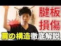 【腱板損傷#1】腱板損傷とはどのような症状が出るのか?腱板の構造を踏まえて詳しく解説