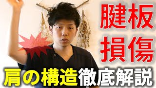 【腱板損傷#1】腱板損傷とはどのような症状が出るのか?腱板の構造を踏まえて詳しく解説