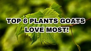 WATCH OUT! GOATS eat these TOP 6 Plants from your NEIGHBOR! by An, The Farmer  1,352 views 8 months ago 4 minutes